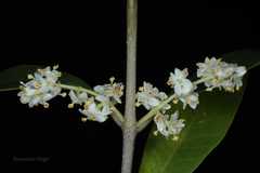 Olea europaea subsp cuspidata